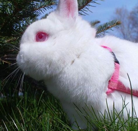 Albino Bunny, Bunny Pfp, Fluffy Critter, Swag Pics, Creepy Vintage, Silly Kids, Lucky Rabbit, Pet Bunny, Barn Owl