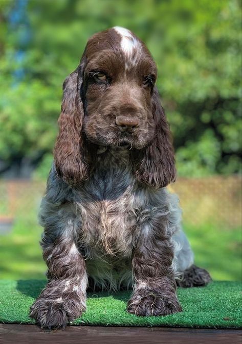 English Cocker Spaniel Puppy, English Cocker Spaniel Puppies, White Cocker Spaniel, Cocker Spaniel Puppy, English Setter Dogs, Jack Russell Terrier Puppies, Clumber Spaniel, Cocker Spaniel Puppies, Almond Joy