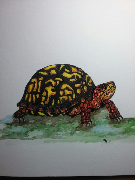 "Simon the Box Turtle" watercolor Box Turtle Painting, Box Turtle Drawing, River Turtle, Eastern Box Turtle, Turtle Watercolor, Turtle Drawing, Box Turtle, Turtle Painting, Cute Turtles