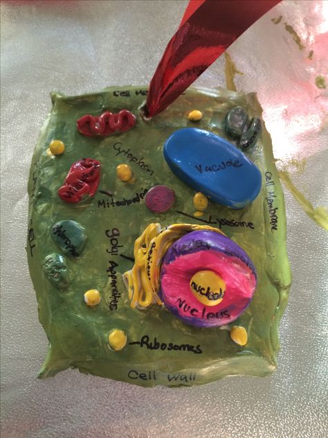 Plant cell ornament Biology Ornaments Diy, Biology Christmas Ornaments, Biology Decorations, Biology Activities, Biology Activity, Plant Cell, Cell Wall, Cell Membrane, Ornament Ideas