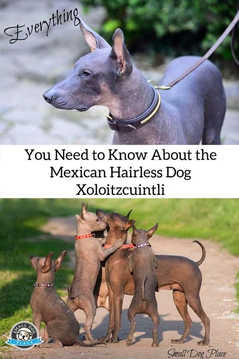 Mexican Hairless Dog, Hairless Dog, Sweet Dog, Dog Skin, Health Skin Care, Sweet Dogs, National Treasure, Family Dogs, Small Dog