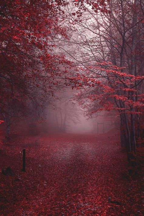 Maroon Aesthetic, Burgundy Aesthetic, Kunstjournal Inspiration, Gryffindor Aesthetic, Red Forest, Photographie Portrait Inspiration, Misty Forest, Red Wallpaper, Aesthetic Colors