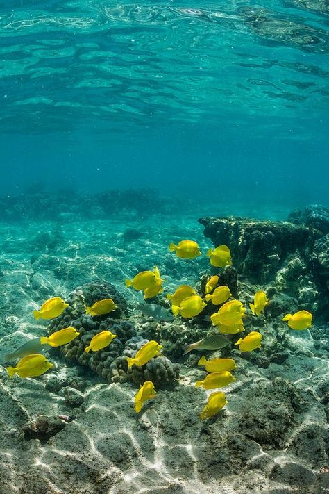 School of Yellow Tang along Coral Reef off Big Island of Hawaii Yellow Tang, Fauna Marina, Life Under The Sea, Yellow Fish, Big Island Of Hawaii, Island Of Hawaii, Underwater Creatures, Underwater Life, Water Life