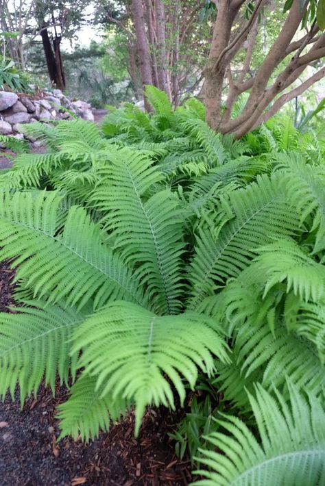 The King Ostrich | Plant images from the garden and nursery Ostrich Ferns, Fluffy Ruffle Fern, Fern Varieties, Rabbit Foot Fern, Royal Fern, Powell Gardens, Rabbit Resistant Plants, Plant Catalogs, Dry Garden