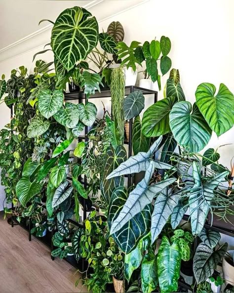 Alocasia Plant, Boho Decor Ideas, Plant Wishlist, Indoor Gardens, Bedroom Plants, Indoor Jungle, Plant Aesthetic, House Plants Decor, House Plant Care