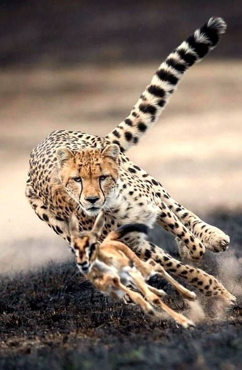 #cheetah #wildlife #animal #leopard #wildanimals #wild #pinterest #africa #beautiful #majestic #animallovers #animals #animalsnature Cheetah Pictures, Wild Animal Sanctuary, Animal Photography Wildlife, Animal Action, Scary Animals, Wild Animals Pictures, Cheetah Animal, Big Animals, Majestic Animals