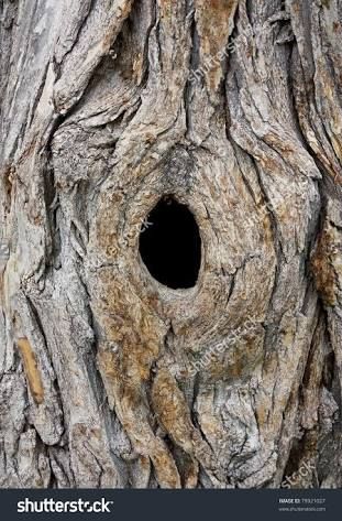 Oak Tree Bark Texture, Tree Knot Hole, Loss Of Innocence, Tree Hole, Tree Bark Texture, Seahorse Art, Bark Texture, Let's Make Art, Tree Textures