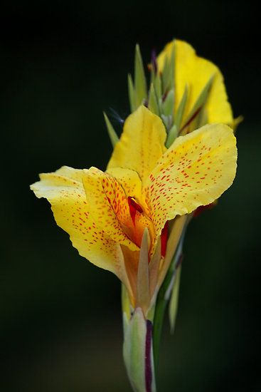 Cana Lily, Canna Flower, Tropical Flower Plants, Canna Lily, Yellow Plants, Love Lily, Flower Names, Pretty Plants, Lily Flower