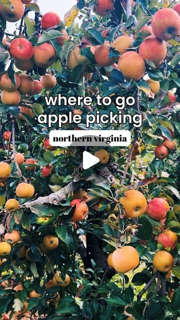 NoVa Nomz on Instagram: "The perfect place to go apple picking this fall! This orchard in Winchester has 325 acres of different types of apples, ranging from sweet to tart. There’s also a cute little market onsite where they sell amazing apple cider donuts, apple pies, freshly-baked bread and apple cider 🍎 

This is about an hour and a half outside of Washington DC and was a really pretty drive! Plus it’s dog friendly 🐶 and great for kids! 

🏷️ Bags start at $10 for a small bag (ours fit about a dozen apples) 🍏 

🗓️ Apple picking season runs through November 

🍎 @markermillerorchards 

📍 3035 Cedar Creek Grade, Winchester VA" Types Of Apples, Apple Picking Season, Winchester Va, Apple Pies, Apple Cider Donuts, Cedar Creek, Baked Bread, Apple Picking, Northern Virginia