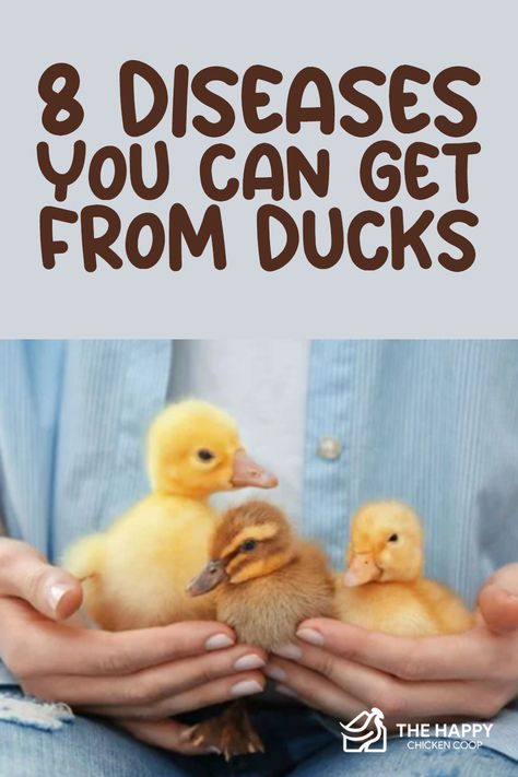 Ducks can fall victim to a number of diseases that can transfer to humans! Here are the diseases you can get from ducks and how you can prevent them. How To Care For Ducklings, Can Ducks And Chickens Live Together, Ducks As Pets, Duck Coop Plans, Duck Nesting Box Ideas, Call Ducks, Ducks, Duck Coop Ideas, Natural Chicken Coop