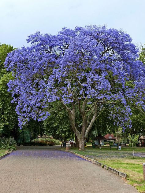 Jacaranda Mimosifolia Exotic-looking Brazilian tree with fragrant, vivid lilac-blue clusters of trumpet shaped flowers in summer. Perfect for Bonsai, containers and indoors as a houseplant as it will flower when still quite small and tolerates pruning well. Not a frost tolerant tree so it will need to be overwintered in a frost free place, but when mature it will withstand a light frost. Lovely trained as a standard. Sow indoors at any time. Prior to sowing nick or scarify seed and soak overnigh Blue Jacaranda, Jacaranda Mimosifolia, California Lilac, Mimosa Tree, Jacaranda Tree, Bonsai Seeds, Blooming Trees, Tropical Tree, Blue Hawaii