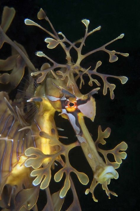 Leafy Seadragon, Weird Looking Animals, Weedy Sea Dragon, Leafy Sea Dragon, Sea Dragons, Fauna Marina, Nature And Animals, Life Under The Sea, Sea Horses