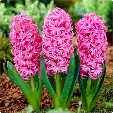 Pink Hyacinth 'Pink Pearl' X 10 Spring Flowering Bulbs | eBay Pink Hyacinth, Hyacinth Bulbs, Low Water Landscaping, Plant Bulbs, Hyacinth Flowers, Spring Flowering Bulbs, Pink Blossom, Pastel Flowers, Bulb Flowers