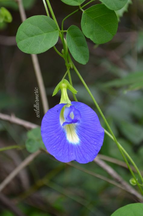 Tanaman Toga, Flowering Plants In India, Blue Butterfly Pea Flower Tea, Blue Butterfly Pea Flower, Pea Flower Tea, Bunga Telang, Ayurvedic Plants, Butterfly Pea Tea, Butterfly Pea Flower Tea