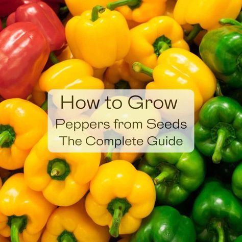 How to Grow Peppers from Seeds – The Complete Guide How To Grow Bell Peppers From Seeds, Grow Peppers From Seeds, Growing Chili Peppers, Bell Pepper Seeds, Grow Peppers, Growing Bell Peppers, Chilli Seeds, Growing Peppers, Gardening Vegetables