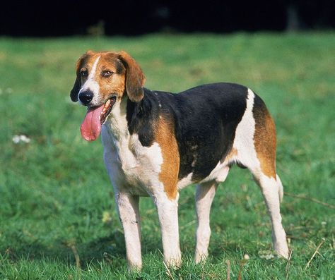 Foxhound Puppy, British Aristocracy, Best Puppy Food, English Foxhound, Every Dog Breed, Disabled Dog, Best Puppies, On Horseback, The Fox And The Hound