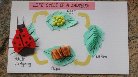 Life cycle of a lady bug Science Water Cycle, Ladybug Project, What The Ladybird Heard Activities, Ladybug Life Cycle Activities, Life Cycle Of A Ladybug, Ladybugs Preschool, Bird Life Cycle, Life Cycles Preschool, Insect Life Cycle