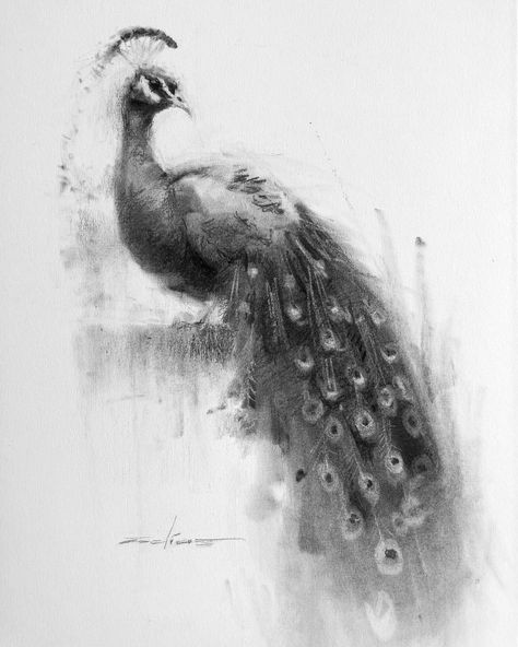 Fish Charcoal Drawing, Charcoal Animals, Peacock Sketch, Draw Ideas, Charcoal Art, Sketch Ideas, Graphite Drawings, Bird Drawings, Charcoal Drawing