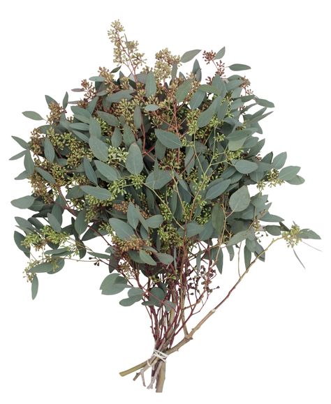 Seeded Eucalyptus Centerpiece, Eucalyptus Bundle, Floral Designs Arrangements, Floral Design Classes, Flower Identification, Glass Flower Vase, Eucalyptus Branches, Seeded Eucalyptus, Light Pink Flowers