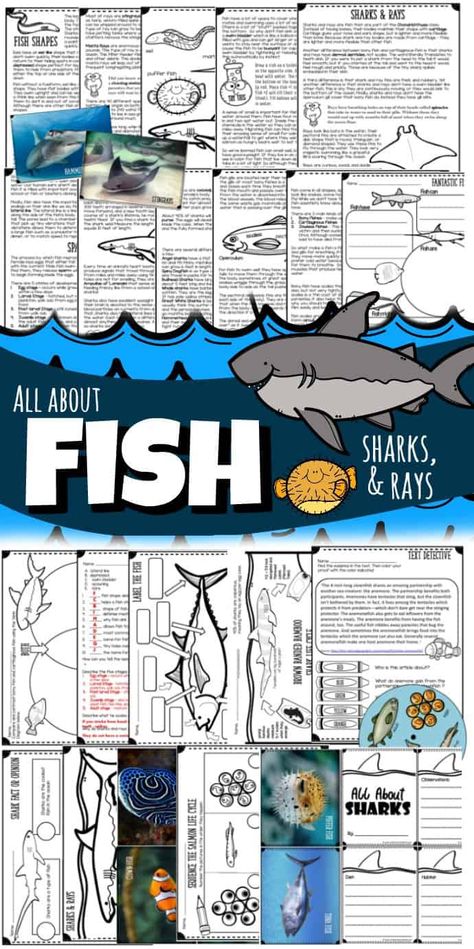 Fish Unit Study, Fish Life Cycle, Homeschool Science Lessons, Fish Anatomy, Craft Fish, Shark Craft, All About Sharks, Shark Facts, Fish Activities