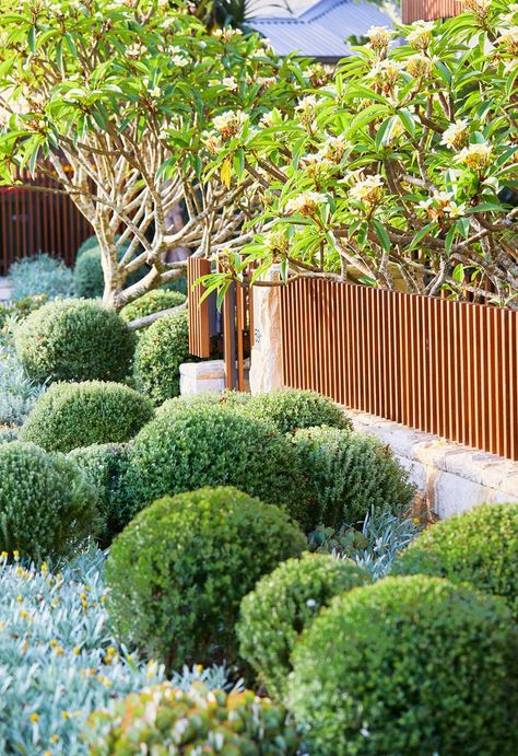 Hardy Succulents, Australian Native Garden, Front Garden Design, Australian Garden, Coastal Gardens, Native Garden, Low Maintenance Plants, Front Yard Landscaping Design, House Garden