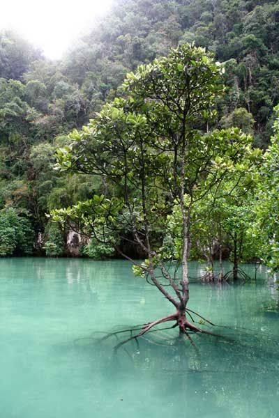 Mesa Verde National Park, Koh Chang, Mangrove Forest, Ao Nang, Krabi, Pattaya, Chiang Mai, Thailand Travel, Phuket