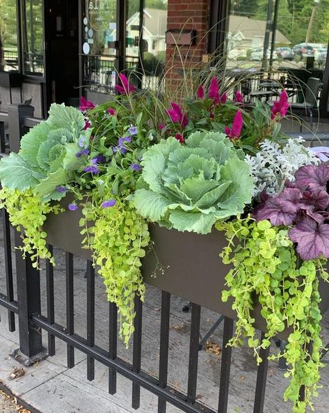 Fall Trough Planter Ideas, Long Planter Boxes, Front Door Planters, Fall Window Boxes, Planter Arrangements, Window Boxes Diy, Long Planter, Door Planter, Fall Container Gardens