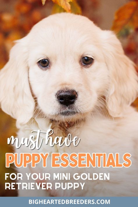 Welcoming a Mini Golden Retriever into your life? This guide covers all the puppy must-haves to help you prepare. From a comfortable puppy crate to the most important puppy supplies, you’ll find everything you need. Perfect for first-time dog owners, this guide highlights the key items on your puppy checklist. Make sure your home is ready with this puppy essentials list that includes toys, food, bedding, and more! Puppy Must Haves, Golden Retriever Family, Best Family Dog Breeds, Best Pets For Kids, Best Dogs For Kids, Service Dogs Breeds, Mini Golden Retriever, Puppy Essentials, Family Dogs Breeds