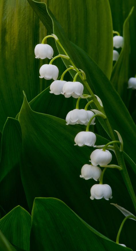 Close to Nature displays the intimate details of Nature along the path. Plants Nature, Lily Of The Valley Pictures, Flower Wand, Plants Close Up, Giant Lily Of The Valley, Chine Colle Printmaking, Lily Of The Valley Botanical, Flower Fairy Lily Of The Valley, Lillie’s Of The Valley Flowers