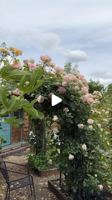 Heirloom Roses on Instagram: "Eden Climber from Donna’s Secret Garden 😍 The camera doesn’t capture all of this rose’s beauty. This repeat bloomer took our breath away as soon as we saw it climbing up this rose tunnel.

Bring home this rose while it’s 20% OFF with code: 24SUMMER. The sale ends tonight!

Donna’s garden (@once_upon_a_garden )

#gardeninspo #gardengoals #secretgarden #roses #climbing roses" Rose Tunnel Garden, Eden Climbing Rose, Rose Tunnel, Rose Hedge, Roses Climbing, Eden Rose, Heirloom Roses, Climbing Roses, Secret Garden