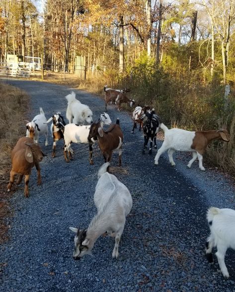 Mini Nubian & Boer Goats for Sale in NC | Cotton Bean Farms Nubian Goats, Goats For Sale, Nubian Goat, Goat Herding, Boer Goats, Goat Farm, Dairy Goats, Blue Roan, Beautiful Blue Eyes