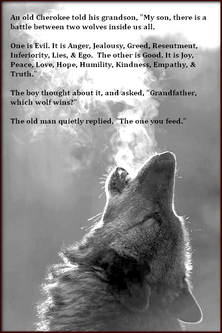 An old Cherokee told his grandson, "My son, there is a battle between two wolves inside us all.  One is Evil. It is Anger, Jealousy, Greed, Resentment, Inferiority, Lies, and Ego. The other is Good. It is Joy, Peace, Love, Hope, Humility, Kindness, Empathy, & Truth."  The boy thought about it, and asked, "Grandfather, which wolf wins?"  The old man quietly replied, "The one you feed." The One You Feed, Lone Wolf Quotes, Nature Photography Trees, American Quotes, Indian Quotes, Two Wolves, Native American Traditions, Native American Quotes, Wolf Quotes