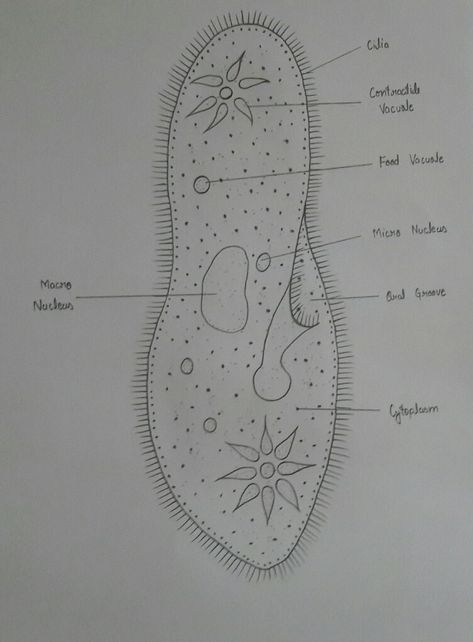 Paramecium Paramecium Drawing, Paramecium Diagram, Human Eye Diagram, Biology Diagrams, Science Drawing, Poster Science, Biology Projects, School Art Activities, Holiday Homework