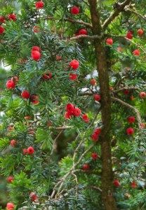 Linlithgow Palace – The Hazel Tree Yew Berries, Ancient Yew Tree, Hazel Tree, A Monster Calls, St Columba, Yew Tree, Taxus Baccata, Sacred Tree, Energy Medicine