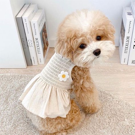 Bichon Dog, Pet Sweaters, Small Dog Sweaters, Puppy Dress, Princess Dog, Small Girl, Small Dog Clothes, Yellow Beige, Pet Dress