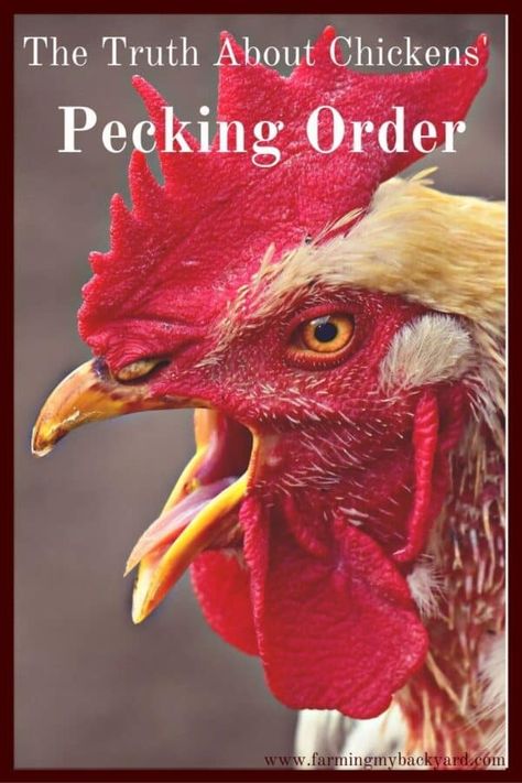 The Truth About Chickens' Pecking Order - Farming My Backyard Chicken Coop Blueprints, Hen Coop, Chicken Pecking, Raising Turkeys, Big Chicken, Pecking Order, Urban Chickens, Coop Ideas, Chicken Cages