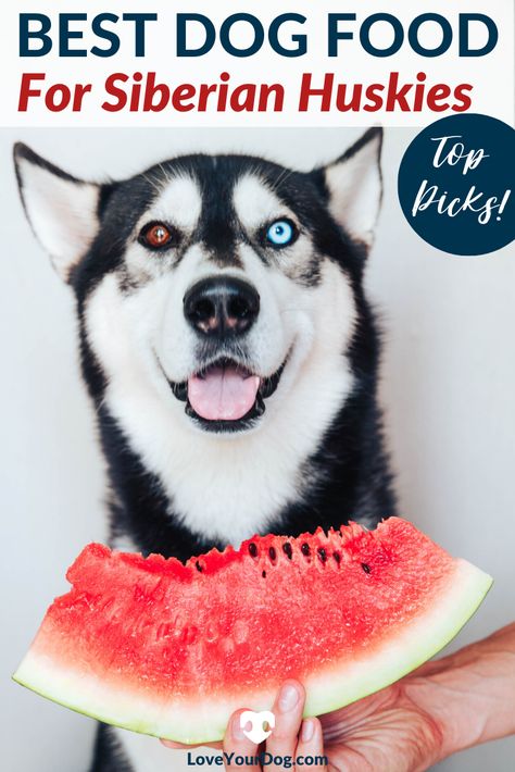 Homemade Husky Dog Food, Husky Food Recipes, Homemade Dog Food For Huskies, Loki Food, Husky Care, Husky Tips Pet Care, Dynamo Magician, Husky Grooming, Huskies Puppies