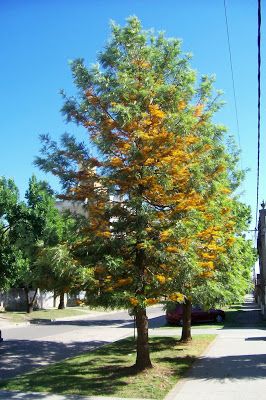 Grevillia Robusta | Tree Identification: Grevillea robusta - Silk Oak Silver Oak Tree, Grevillea Tree, Oak Trees Landscaping, Mexico Garden, Tree Hugging, Interesting Plants, Bush Garden, Australian Native Garden, Tree Identification