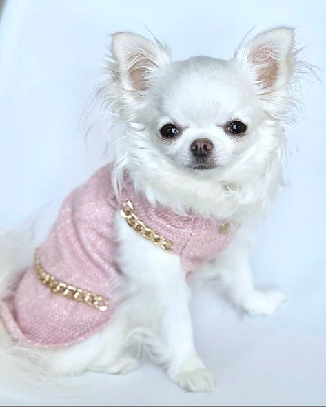 Long Haired Chihuahua Puppies, Psy Chihuahua, White Chihuahua, Chihuahua Clothes, Tweed Set, Princess Dog, Long Haired Chihuahua, Small Dog Clothes, Puppies And Kitties