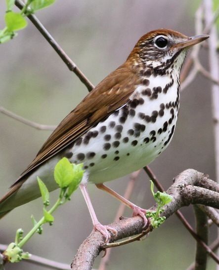 Rain Bird, British Birds, Kinds Of Birds, Bird Photos, Birds And Butterflies, Nature Birds, Backyard Birds, White Bird, Bird Pictures