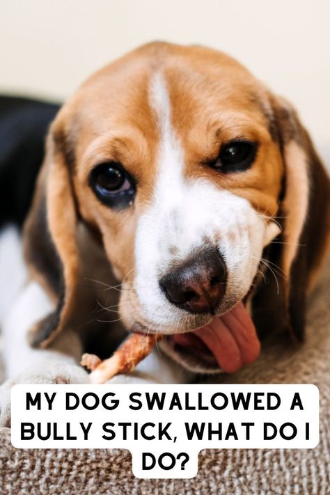 Treats & toys go hand in hand when it comes to having a good boy or girl in your prescence. However there may come a time when your dog will swallow a bullystick, and knowing what to do can be essential! Answer This Question, Bully Sticks, Love Doodles, Good Boy, Hand In Hand, Goldendoodle, Veterinarian, My Dog, Dog Bed