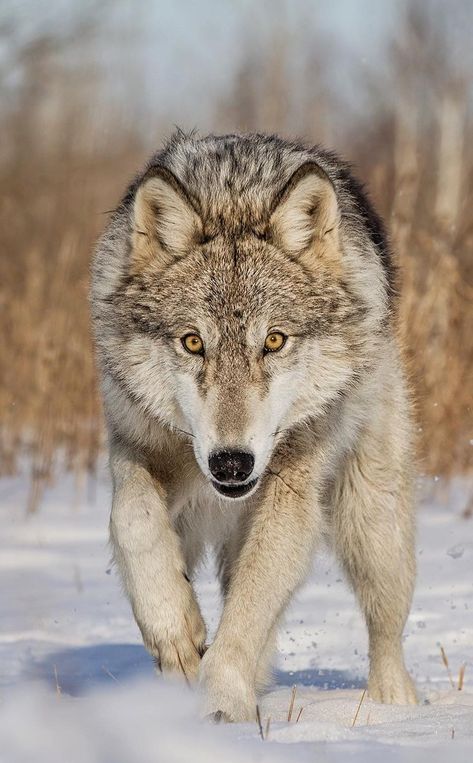 Timber Wolf by © cjm_photography Timber Wolf, A Wolf, The Snow, Walking, Running