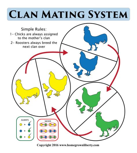 E0039 | Chickens: Clan Mating System - Homegrown Liberty Line Breeding Chickens, Poultry Breeding Pens, Chicken Genetics, Chicken Breeds Chart, Serama Chicken, Chicken Breeding, Herbs For Chickens, Poultry Breeds, Hatching Chickens