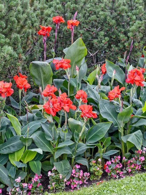 Canna Lily, Easy Plants To Grow, Plants To Grow, Easy Care Plants, Garden Yard Ideas, Front Yard Garden, Easy Plants, Hardy Plants, Garden Landscape Design