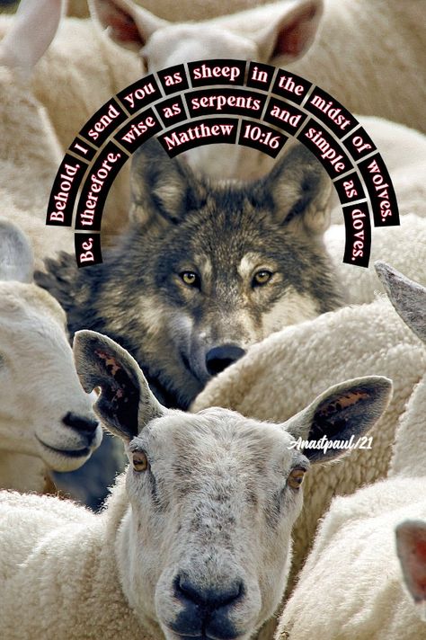 Quote/s of the Day – 9July – Sheep in the midst of wolves – .Matthew 10:16 – AnaStpaul Matthew 10:16, Matthew 6 19-34, Sheep In Wolves Clothing Quotes, Lions Not Sheep Quotes, Matthew 10 16, Wolves Dont Lose Sleep Over The Opinions Of Sheep, Sheep Among Wolves, Prayers Of The Saints, The Sacred Heart Of Jesus