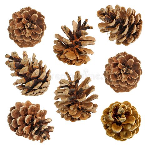 Big set of cones various coniferous trees. Isolated on white , #Sponsored, #cones, #set, #Big, #coniferous, #white #ad Conifer Cone, Coniferous Trees, Digital Design Trends, Pine Cone Art, Conifer Trees, Ship Drawing, Graphic Designer Portfolio, Shabby Chic Vintage, Fall Photos