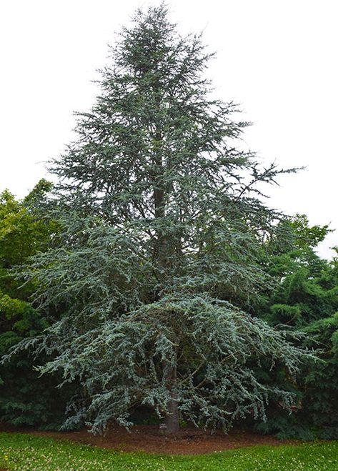 Blue Atlas Cedar Tree Atlas Cedar Tree, Tennessee Ranch, Colorful Landscaping, West Tennessee, Blue Atlas Cedar, Cedrus Atlantica, Atlas Cedar, Leyland Cypress, Garden Problems