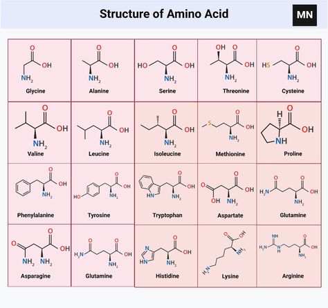 Structure of 20 Amino acids with their chemical formula Structure Of Amino Acids, 20 Amino Acids Structure, Amino Acids Biochemistry Notes, 20 Amino Acids, Metabolic Pathways, Organic Chem, Biochemistry Notes, Structural Formula, Organic Chemistry Study