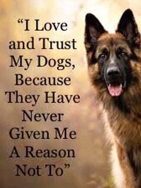 German Shepherd Quotes Loyalty, German Shepherd Dog Quotes, King German Shepherd, Shepherd Quotes, German Shepherd Quotes, Quotes Loyalty, German Shepherd Husky, Animals Jokes, German Sheperd Dogs