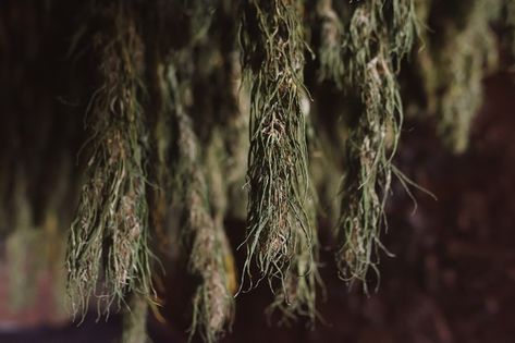 Cbd hemp plants drying hung to ventilate... | Premium Photo #Freepik #photo #flowers Cosmetics Laboratory, Plant Bud, Photo Flowers, Cosmetics Ingredients, Organic Cosmetics, Cbd Hemp, Lens Flare, Woman Silhouette, Test Tube